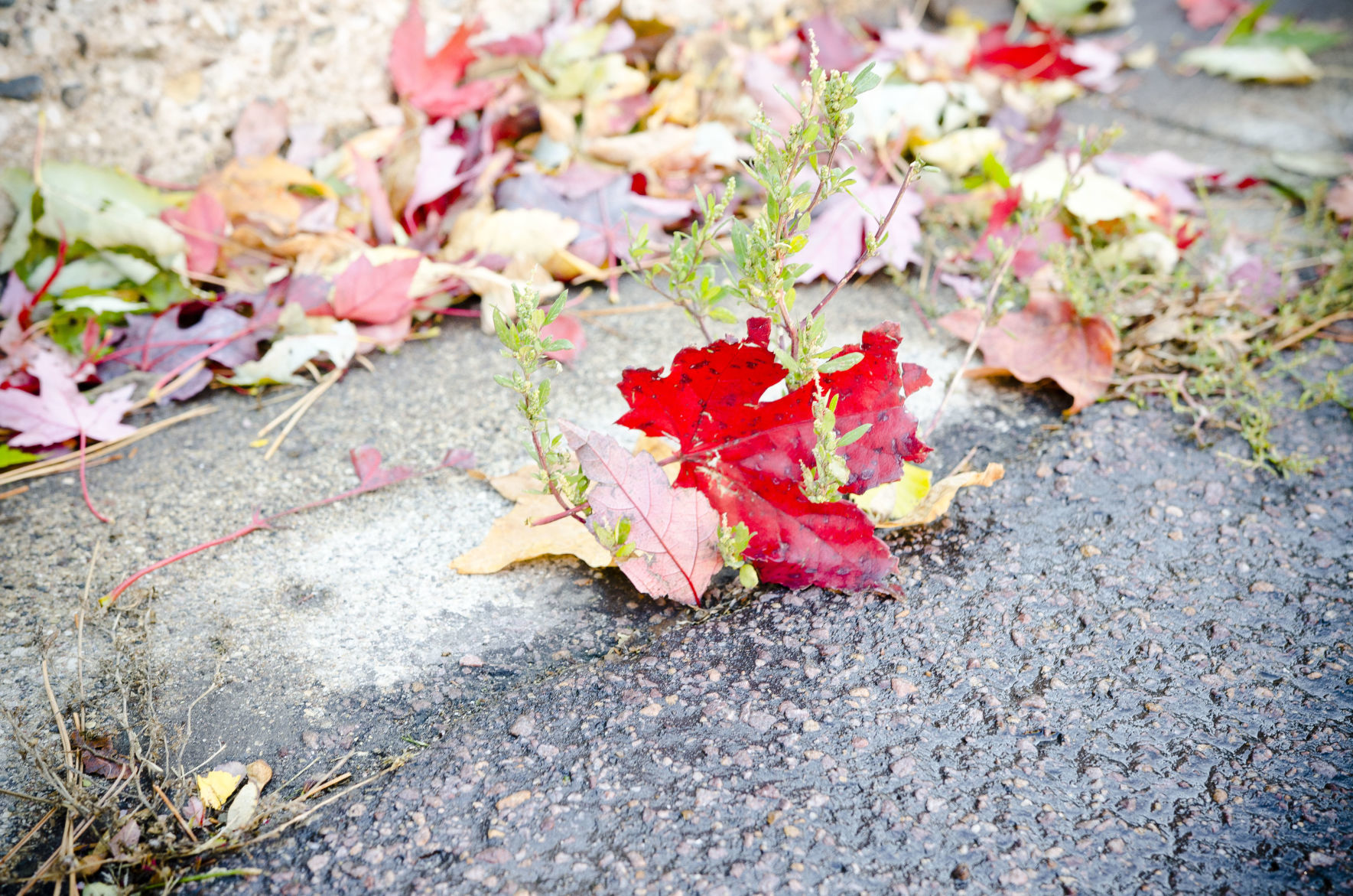 Fleurde-lis Dec. 2019 Caught on a Weed